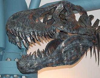 dinosaur head